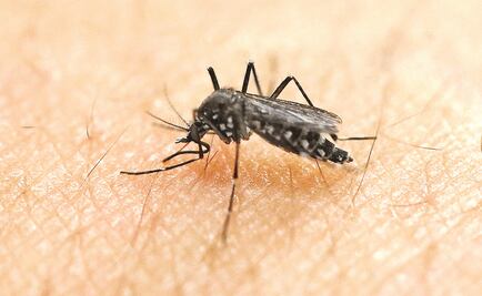 Confirman cuatro casos de zika en Oaxaca