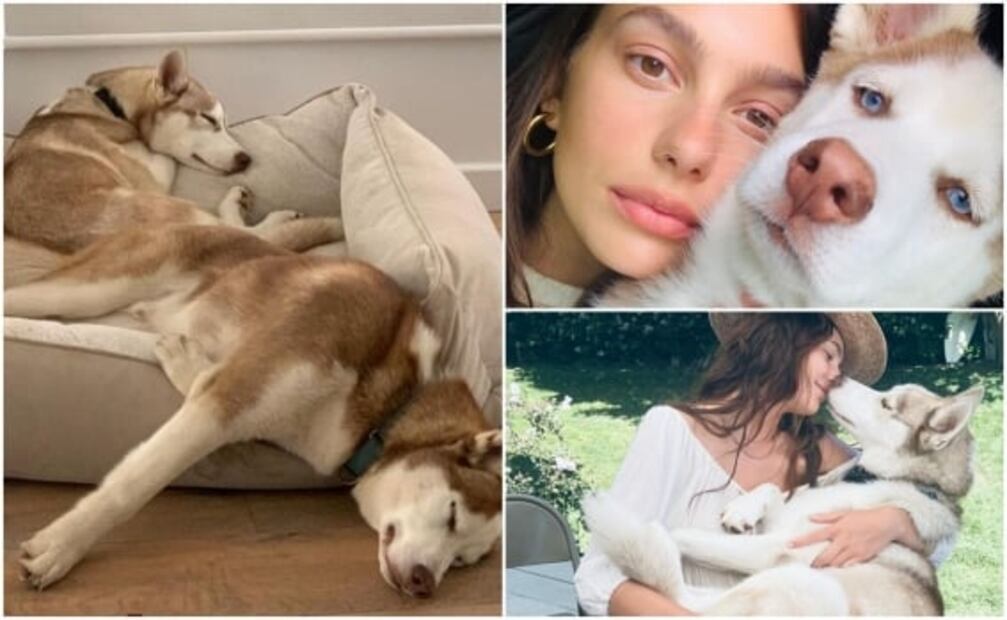 Perros de Leonardo DiCaprio hicieron travesuras en set; el actor los rescató de un lago 