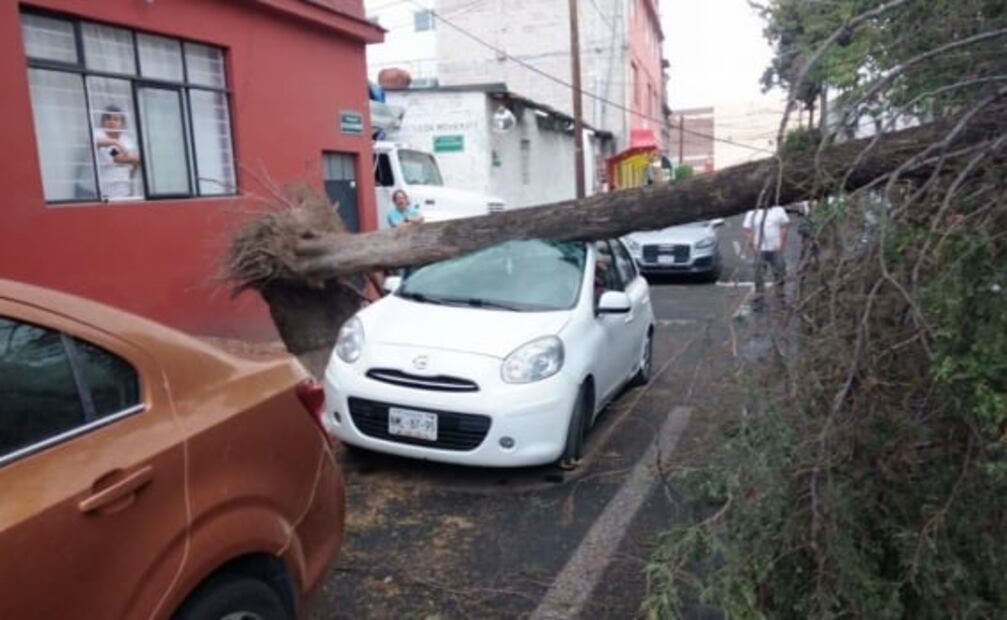 Caída de al menos dos árboles en Tlalnepantla deja una menor herida