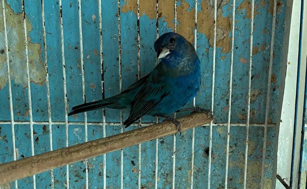 Profepa explicó que algunos ejemplares sufrieron del "síndrome pica", es decir, que se arrancan su propio plumaje por estrés. Foto: Profepa
