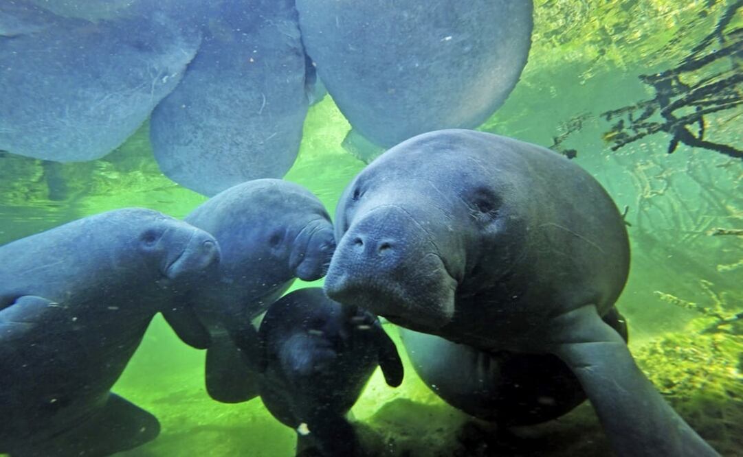 A number of manatees with their calves swim – Photo: Red Huber/AP
