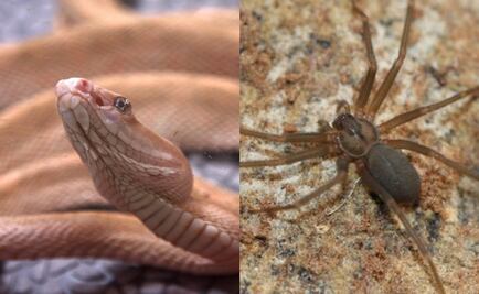 Serpiente y araña violinista muerden a mujeres en Otumba 