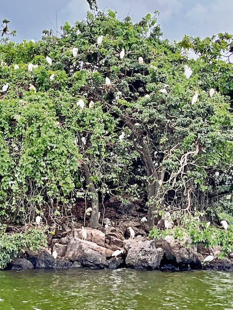 En el trayecto hacia la reserva ecológica se puede apreciar la Isla de las Garzas. Foto:dePatricia Morales. El Universal