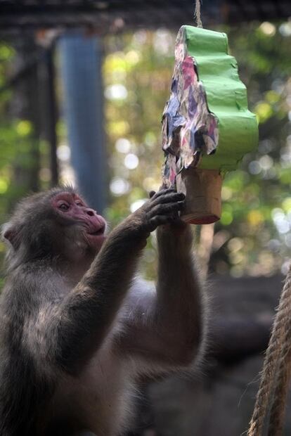 Animales de los zoológicos de la CDMX también “festejan” la Navidad