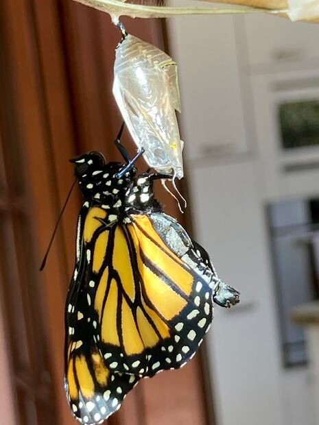 17. Transformación de crisálida a hembra de mariposa monarca. (©Omar Vidal)