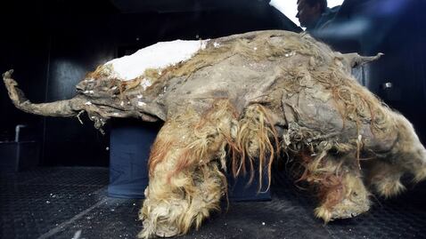 Así activaron científicos células de un mamut de 28 mil años