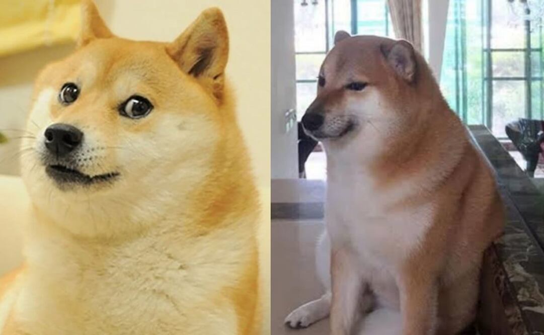 Los perritos Cheems y Doge son de las mascotas más populares en internet. Foto: Instagram