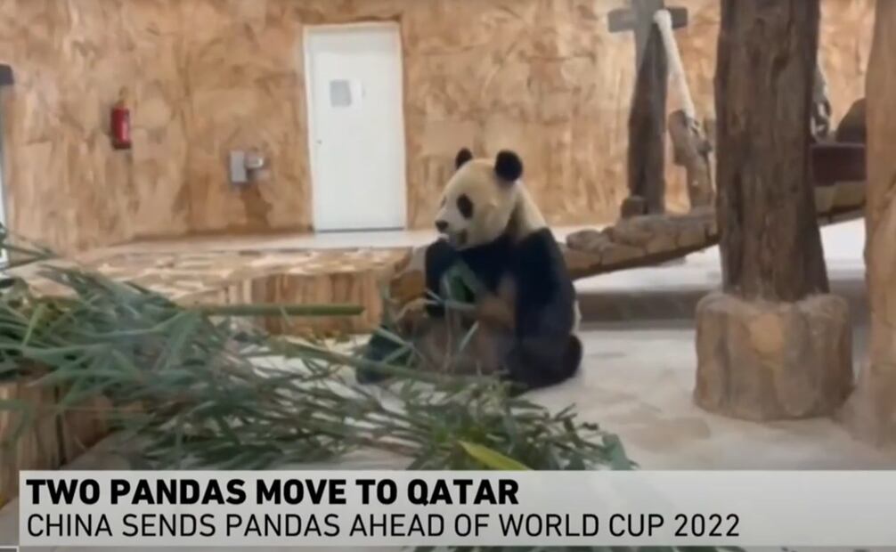 Con motivo de la Copa Mundial de futbol 2022, China envió dos ejemplares de pandas a Qatar. (18/12/24) Foto: Captura de pantalla