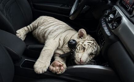 ¿Cómo está el tigre albino asegurado en Iztapalapa?; veterinarios reportan su estado de salud  
