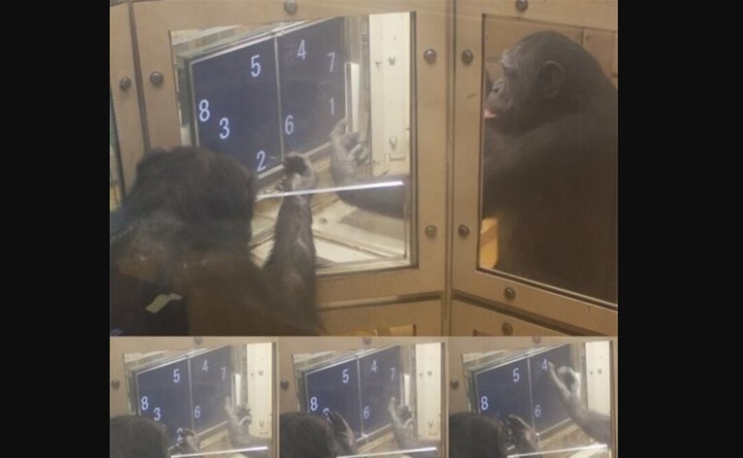 Foto: Universidad de Oxford vía Europa Press