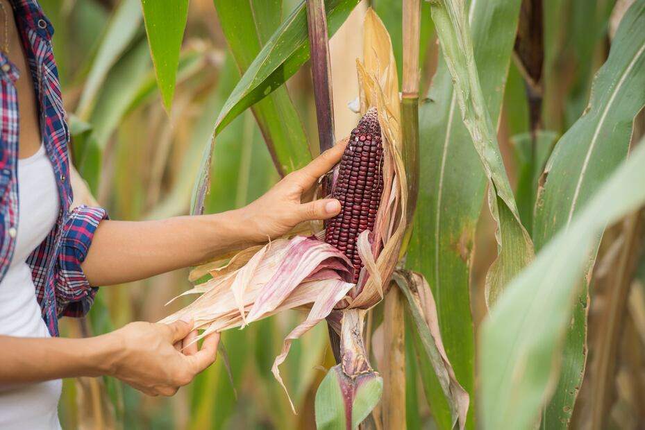 Durante su temporada de cosecha, el maíz cacahuazintle impulsa la economía local y la venta en mercados regionales. Foto: Freepik