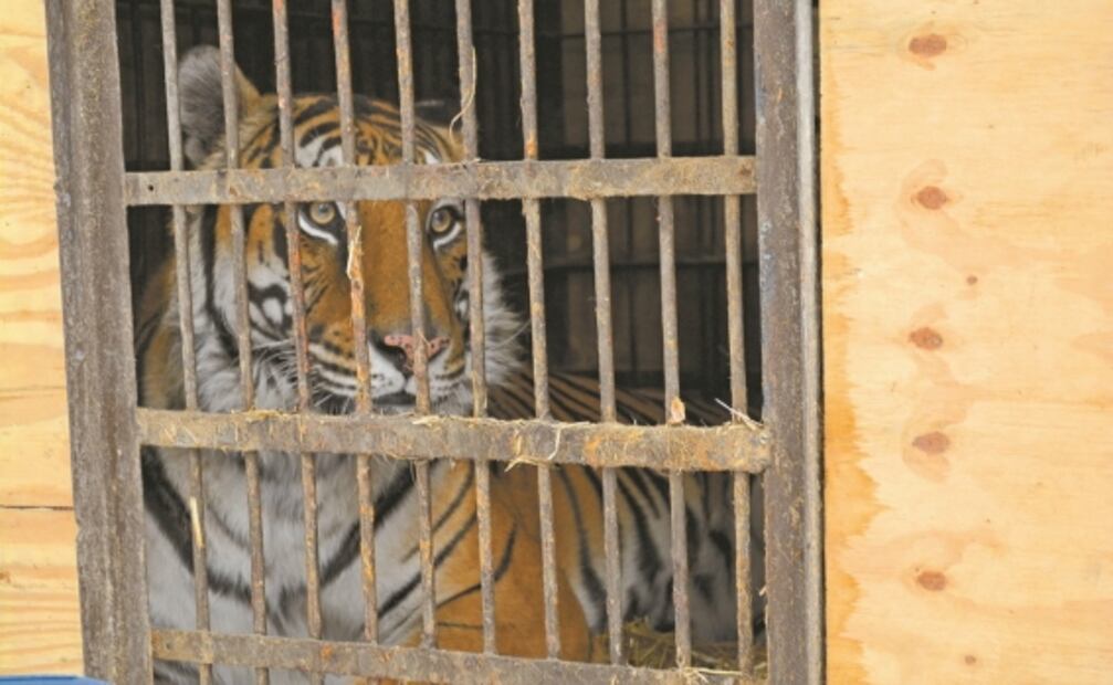 Al rescate de animales salvajes