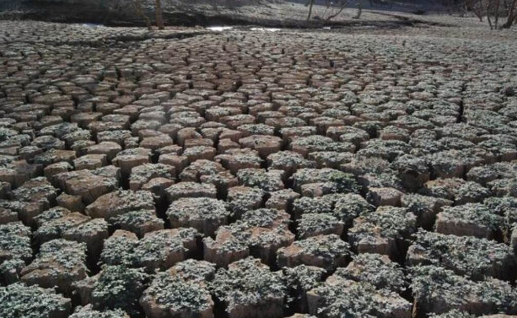 Al cierre del año pasado Baja California Sur aparecía en estatus de “anormalmente seco”. Foto: Archivo