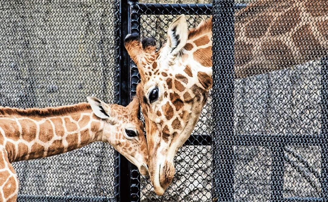The baby giraffe was born earlier this month - Photo: German Espinosa/EL UNIVERSAL