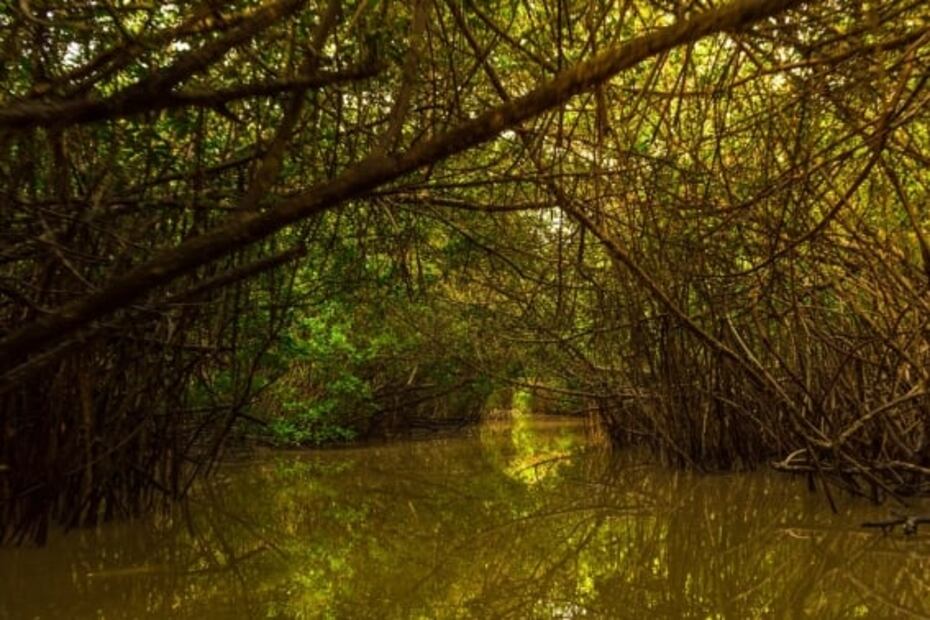 10 actividades de naturaleza para hacer en Puerto Vallarta