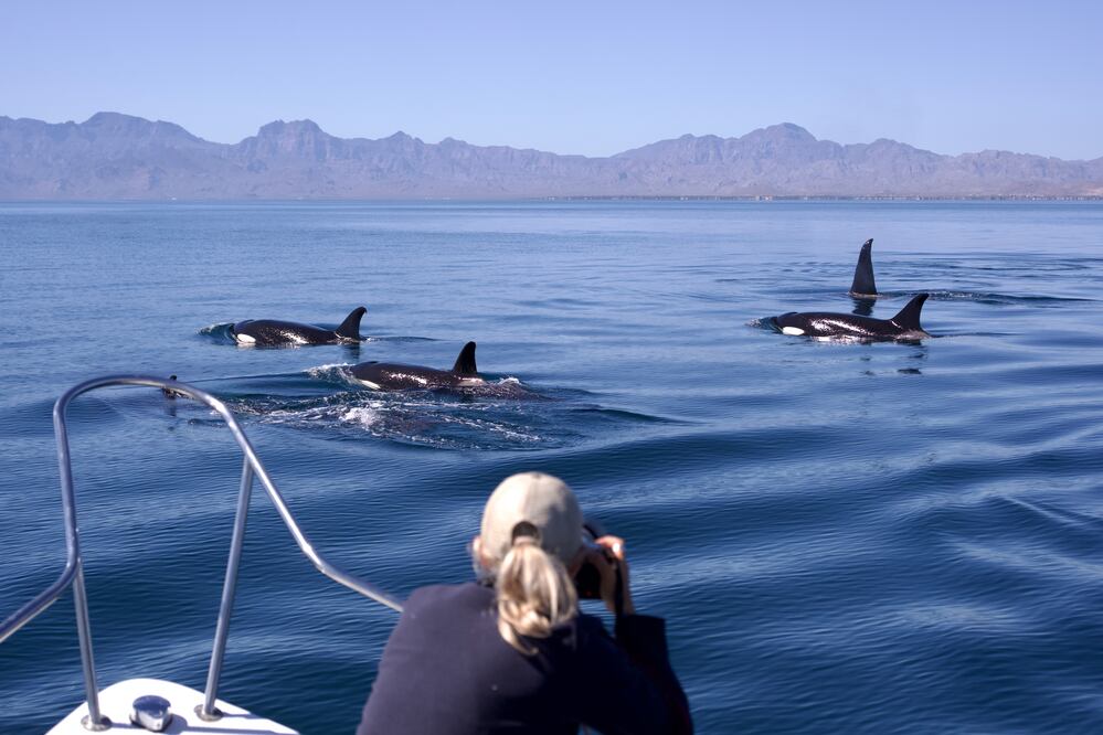 Orcas en Baja California Sur (Cortesía de Regina Domingo Egleas)