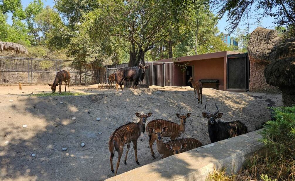 Otras especies como antílopes, bisontes o avestruces, quienes salieron del refugio de la sombra para buscar diferentes lugares de sus hábitats para descansar, acostarse o comer. Foto: Especial