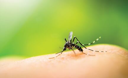 Alerta en Michigan por rara y mortal enfermedad transmitida por mosquitos