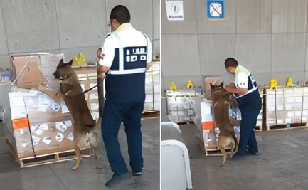 Binomio canino detecta media tonelada de metanfetamina en aduana del AICM  