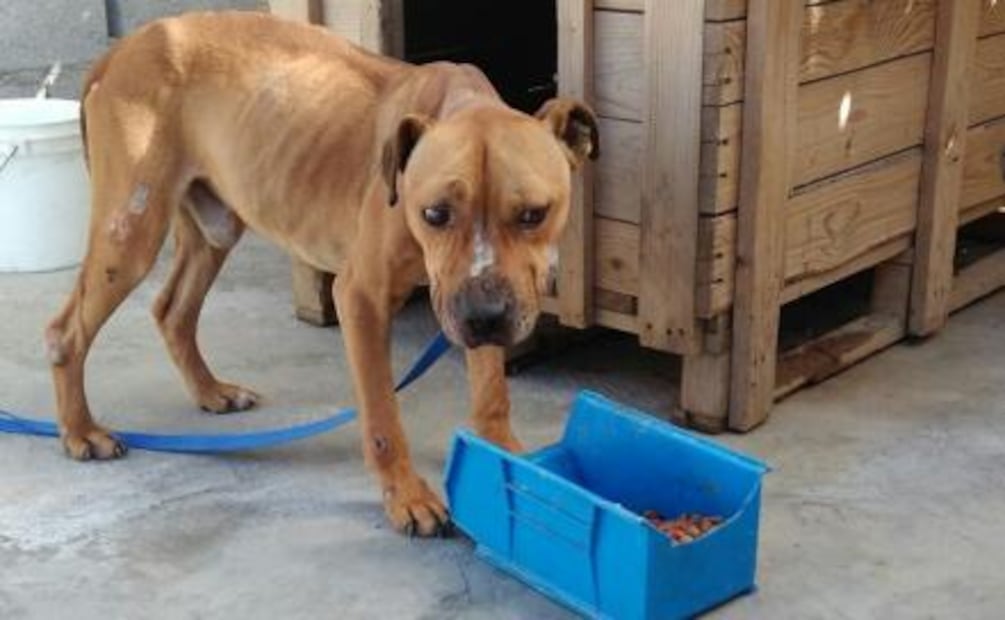 Liberan a pitbull que causó la muerte de un menor en Saltillo