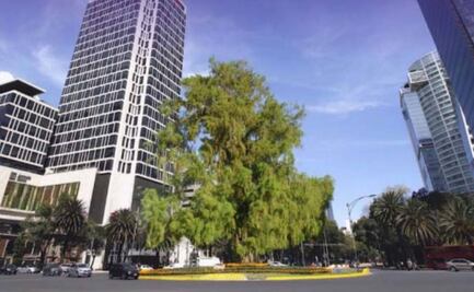 Por ahuehuete, pretenden ampliar Glorieta de la Palma 6 metros de diámetro