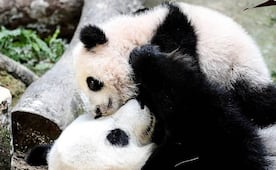 Tras visita de Xi, China envía dos pandas gigantes a EU; estarán una década en el país