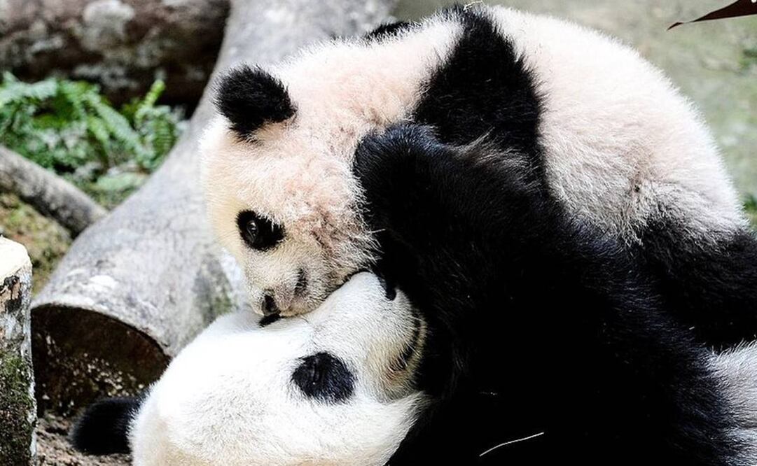 El zoológico de Atlanta, en Georgia, ha anunciado que dirá adiós a finales de 2024 a los cuatro ejemplares que albergaba, los últimos pandas gigantes presentes en territorio estadounidense. Foto: Getty Images