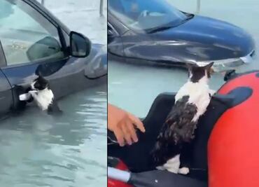 VIDEO: Así fue el rescate de un gatito que se aferró a un auto tras inundaciones en Dubái