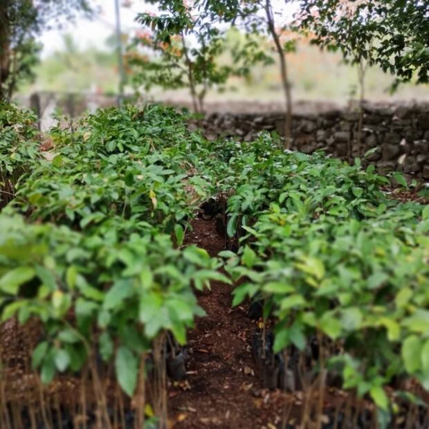 Descubre las propiedades de la infusión de hoja de ramón