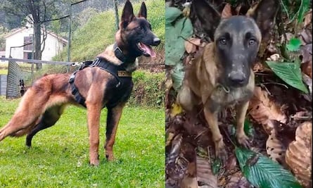 ¿Wilson? Aparece perro parecido al lomito que ayudó a dar con niños perdidos en selva colombiana