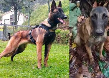 ¿Wilson? Aparece perro parecido al lomito que ayudó a dar con niños perdidos en selva colombiana