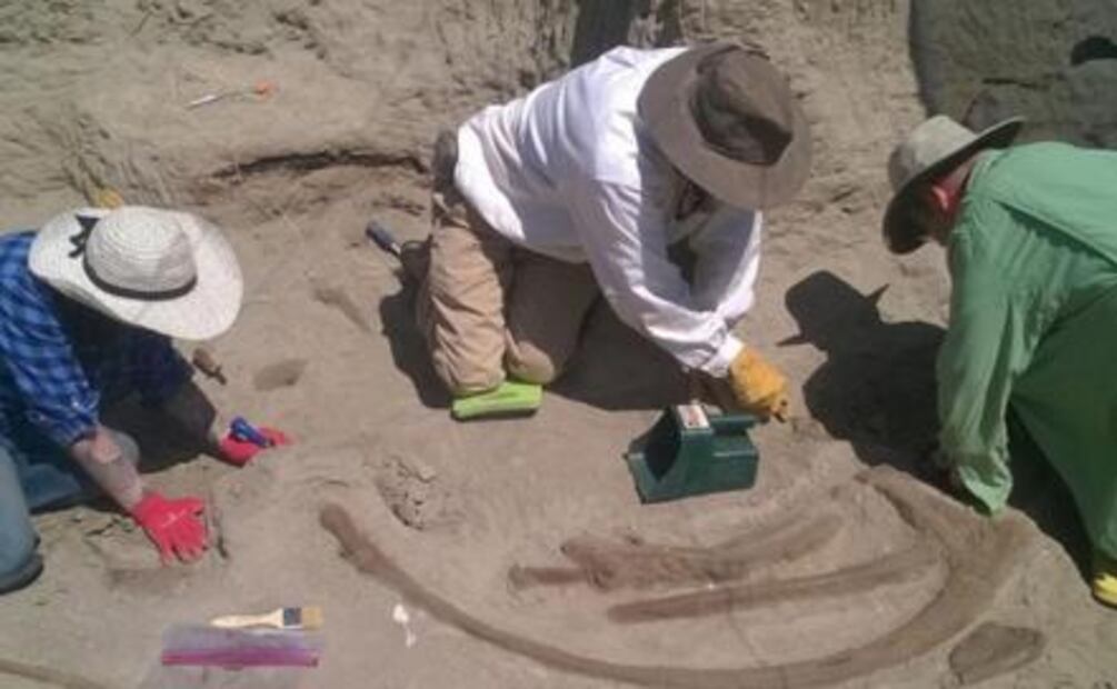 Encuentran el cráneo más grande de un Tyrannosaurus rex