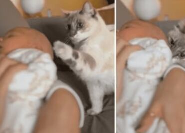 ¿Le da la bienvenida? Así fue la tierna reacción de una gatita al ver una recién nacida