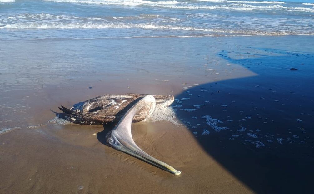 Detectan gripe aviar en gaviotas de Playa Bagdad; sepultan 400 aves en Matamoros. Foto: Especial