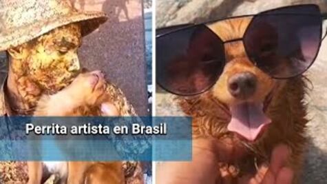 Perrita se vuelve artista para ayudar a su dueño