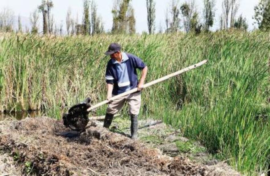 ​Reconocen a chinampas de CDMX como patrimonio mundial