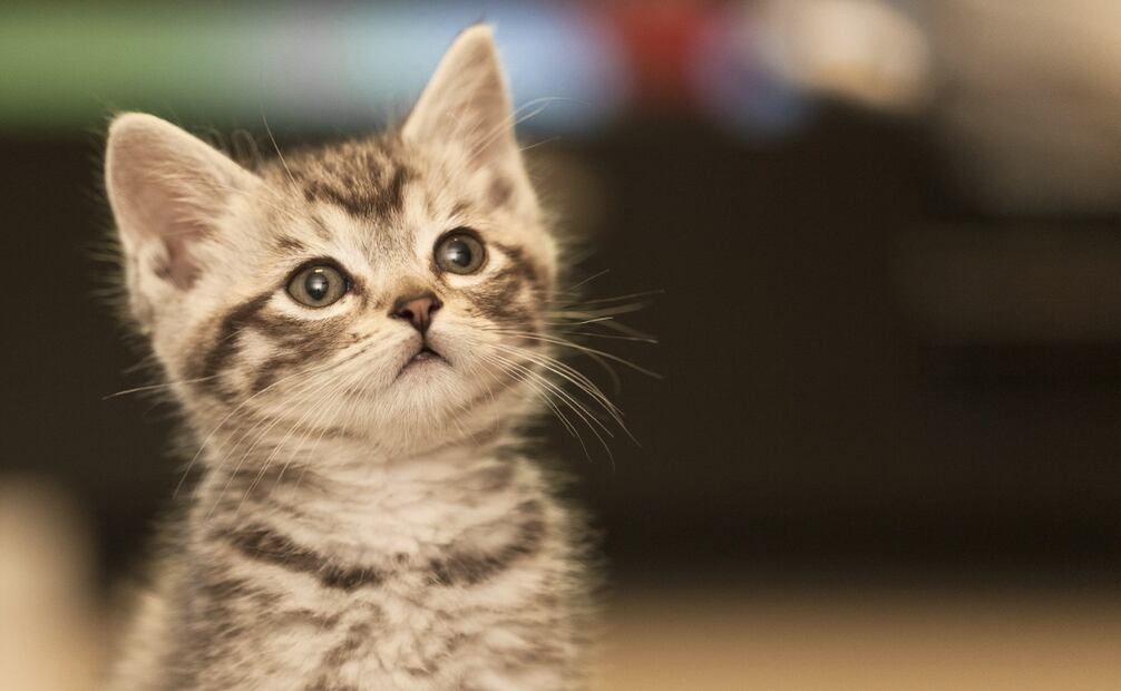 Usa únicamente productos diseñados para mascotas. Foto: Canva