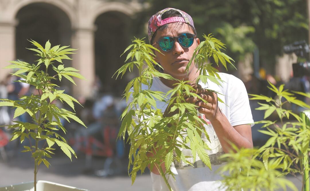 En México, el uso lúdico de la marihuana está a la espera de la autorización de Cofepris. Foto: Saskenka Gutiérrez /EFE.