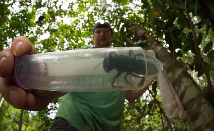 Hallan a la abeja más grande del mundo, la especie se creía extinta 