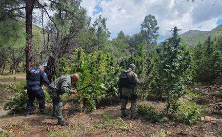 Destruyen más de 410 mil plantas de marihuana en Guerrero, Chihuahua