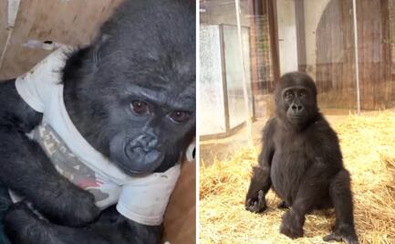 ¡Ternura! Bebé gorila rescatado busca nombre; Parque Nacional de Turquía pide ayuda