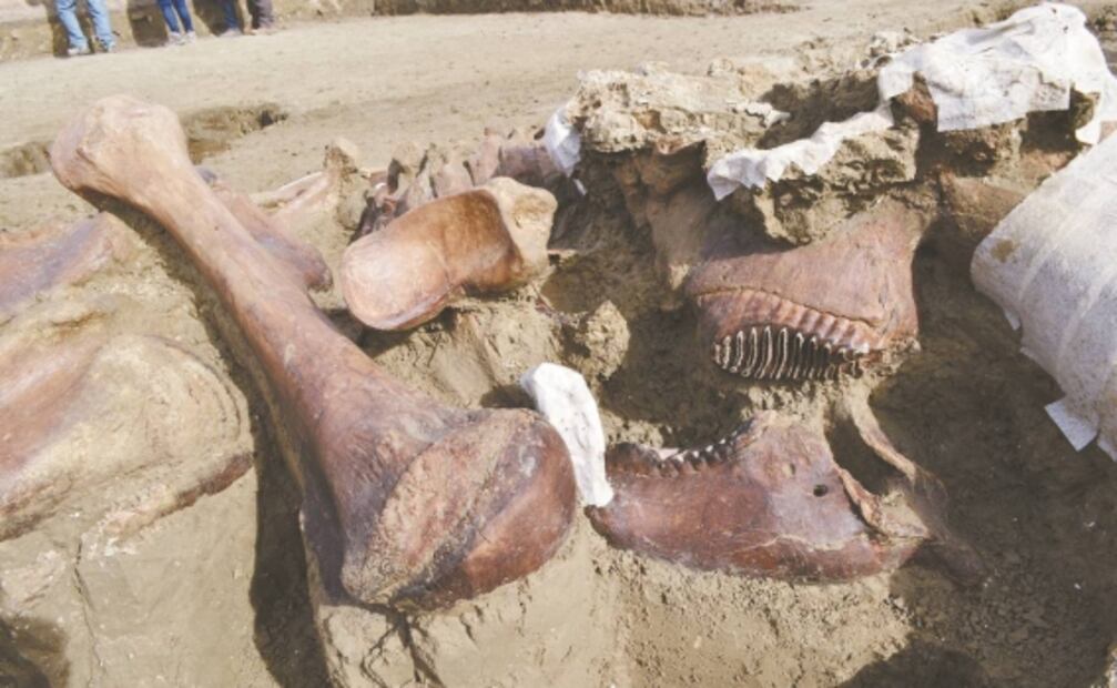 Mexico’s airport construction site unearths major Ice Age mammoth graveyard