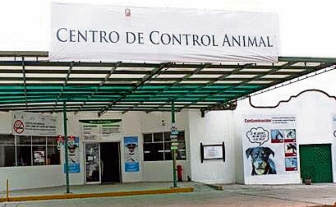 La Unidad de Protección Animal de Valle de Chalco realizó 6 mil 200 adopciones de perros. Foto: Archivo | El Universal