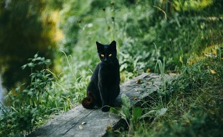 Halloween 2025: ¿por qué los gatos negros y blancos no se adoptan en octubre?