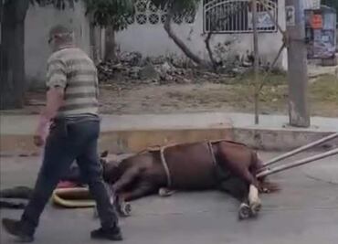 Sujetos patean a caballo que se desvanece tras jalar carreta en Tampico; ayuntamiento condena maltrato animal