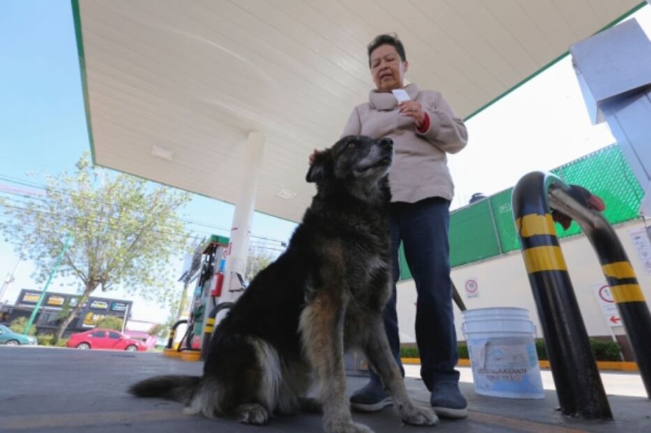 Adoptan a perrita en gasolinera de Toluca; “parece sonreír cuando la apapachan”: FOTOS  