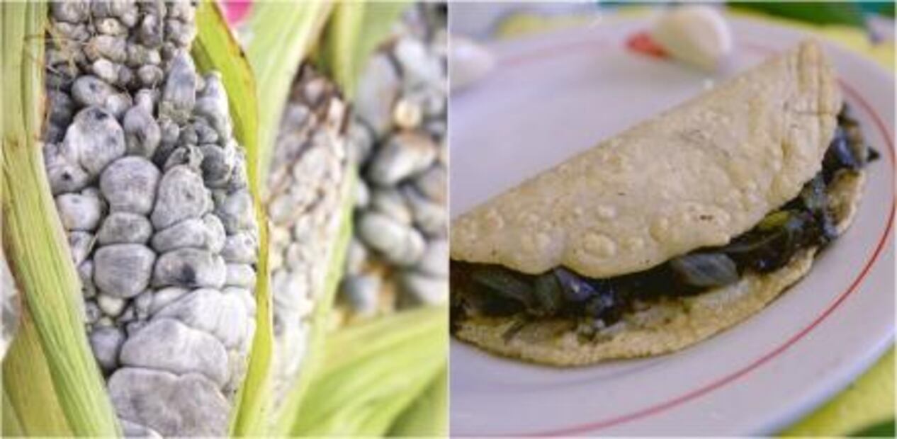 Hongos comestibles y cómo prepararlos