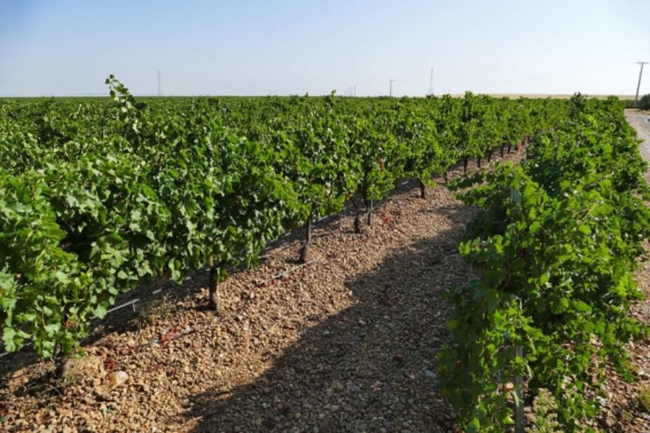 Descubre los vinos de la D.O. Rueda y su versatilidad