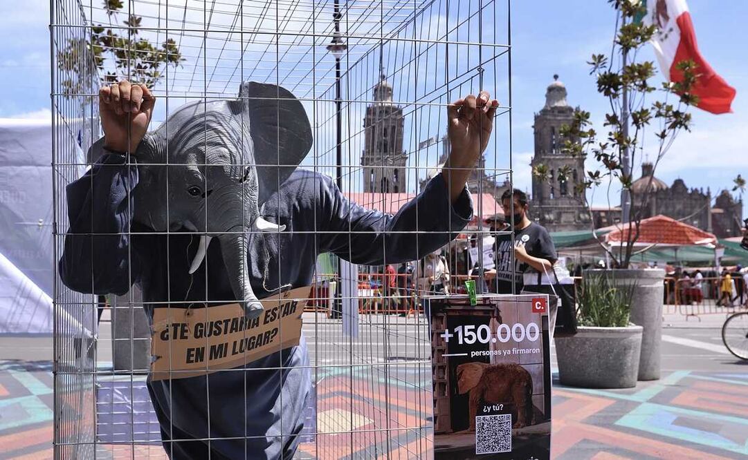 Foto: Berenice Fregoso/EL UNIVERSAL 