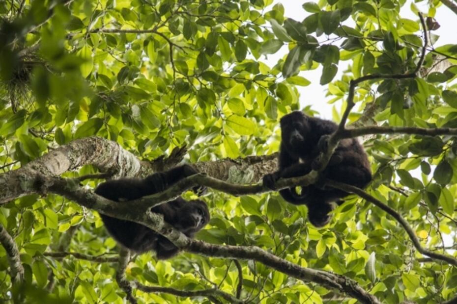 Calakmul: por qué la Unesco considera espectacular esta selva de México